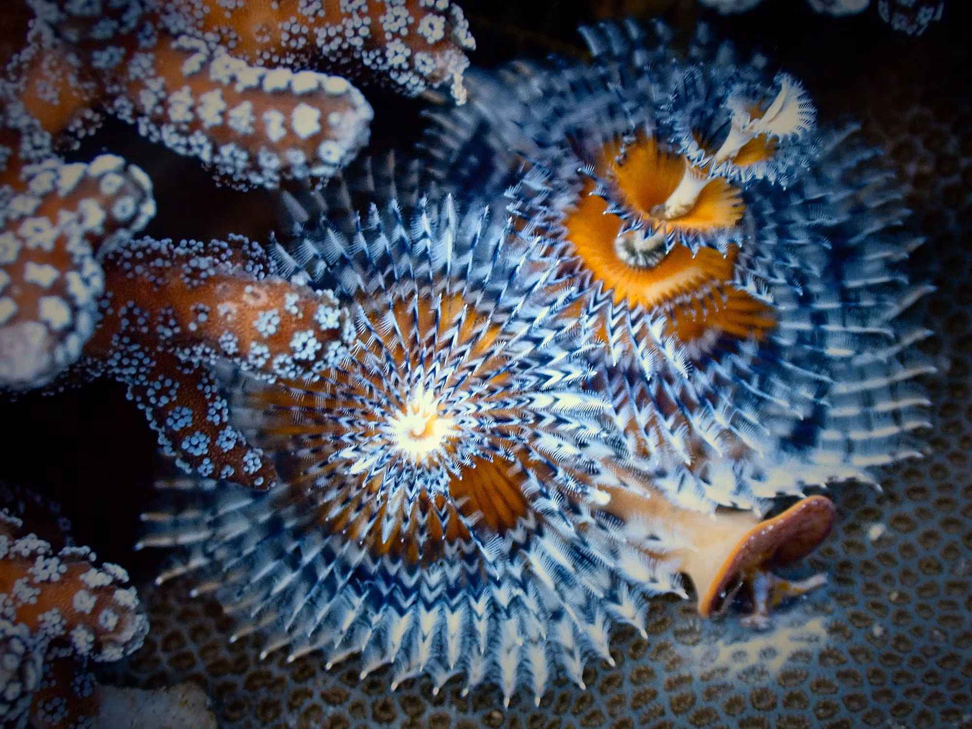 Diving into Adventure: A Guide to the Underwater World